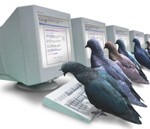 SEO advice tips Google-pigeon-ranking-algorithm